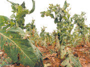 Lavouras de tabaco são prejudicadas pelo granizo