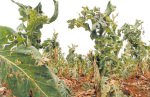 Lavouras de tabaco são prejudicadas pelo granizo