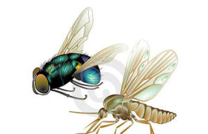 A estação do sol, do mar e dos insetos