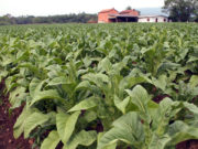 Fumicultores aguardam definição do preço do tabaco