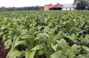Fumicultores aguardam definição do preço do tabaco