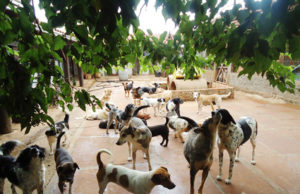 Evento vai motivar adoção de animais