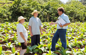 Tabaco em 2012: Cidades gaúchas concentram 65% do total da exportação