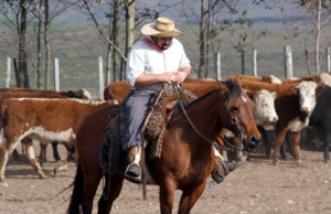 A autenticidade de um Gaúcho bem Pachola