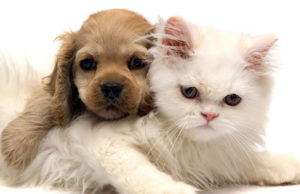 Hoje é o Dia Nacional dos Animais