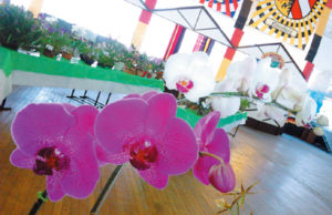 Fim de semana: Flores tomaram conta do Parque