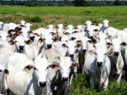 O desafio da sustentabilidade na pecuária