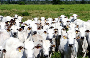 O desafio da sustentabilidade na pecuária