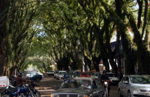 Limpeza de Tipuanas começa neste domingo