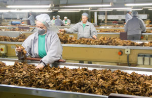 Visita à fumageira revela todo o processo do fumo em folha