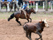 Estância Alegre: Laço e cavalo no fim de semana