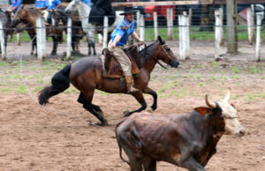 Estância Alegre: Laço e cavalo no fim de semana
