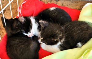 Adoção de Animais: Protetores promovem 5ª edição da Feira