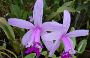 Orquídeas: Evento reunirá produtores de todo o estado