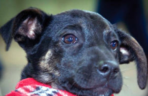 Cães e gatos: Feira de Adoção dos Protetores é amanhã