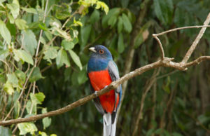 Dia Mundial do Meio Ambiente mobiliza a comunidade