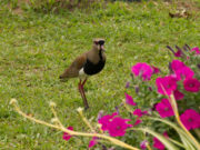 Preservar o meio ambiente é valorizar a vida