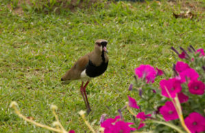 Preservar o meio ambiente é valorizar a vida