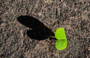 Futuros fotógrafos fazem "Revelações"