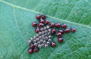 DuPont Pioneer realiza 2º Concurso de Fotografia