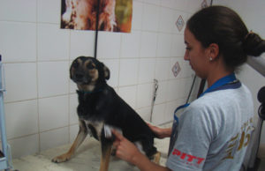 Uma década de serviços aos animais