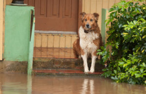 Chuva: Em Santa Cruz do Sul situação é estável