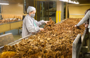 Ação educativa recolhe cerca de 80 mil bitucas de cigarro