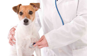 Médico Veterinário: anjo da guarda dos animais