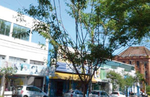 Arborização das calçadas requer planejamento