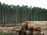 Madeiras com alta qualidade