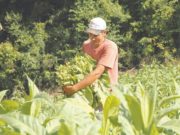 Produtores de Tabaco tem um dia para celebrar