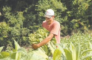 Produtores de Tabaco tem um dia para celebrar