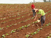 Dia do Produtor de Tabaco será comemorado