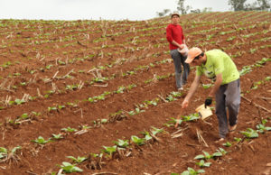 Dia do Produtor de Tabaco será comemorado