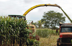 PIB do agronegócio deve crescer 4% este ano, superando 200 milhões de toneladas