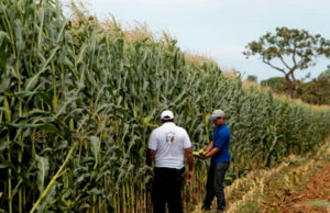 Estado lança programa de incentivo na abertura da colheita