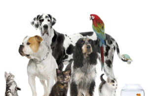 Carinho e atenção para todos os animais