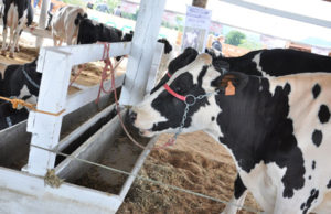 Expocande terá Exposição de Animais