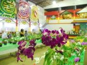 Cores e flores encantam santa-cruzenses