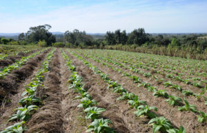Produtores de tabaco utilizam técnicas de preservação do solo