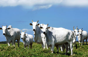 Ministro comenta destaque da agropecuária no PIB