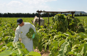 Tudo pronto para III Abertura Oficial da Colheita do Tabaco