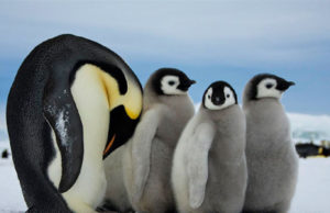Novo tipo de vírus da gripe é descoberto em pinguins na Antártica