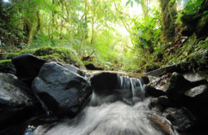 Souza Cruz: Uma empresa líder