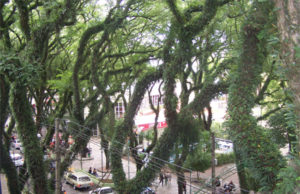 Prefeitura quer preservar tipuanas no Túnel Verde