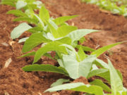 Safra 2014/2015: produção de tabaco deverá ter queda de 10%
