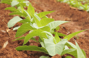Safra 2014/2015: produção de tabaco deverá ter queda de 10%
