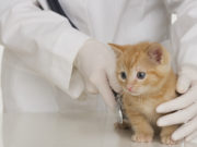 Hoje é o dia de homenagear os Médicos Veterinários