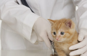 Hoje é o dia de homenagear os Médicos Veterinários