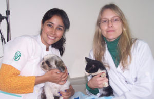 Amor aos animais